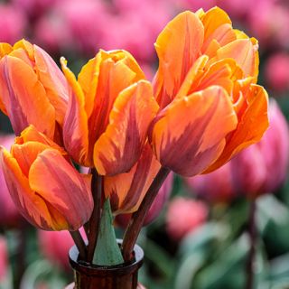 Princess Irene Tulip (10 bulbs) 