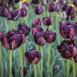Black Hero Tulips blooming in the tile garden at Baker Creek.
