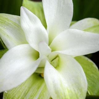 A close-up macro of Yellow Turmeric flower bloom.