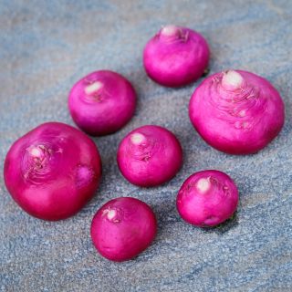 Seven Hida Beni Red Turnips arranged on stone table.