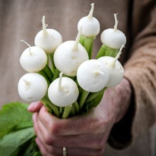 A man in tunic holding some freshly harvested Tokinashi Turnips.
