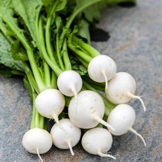 A bunch of Tokinashi Turnips lay on a stone surface.