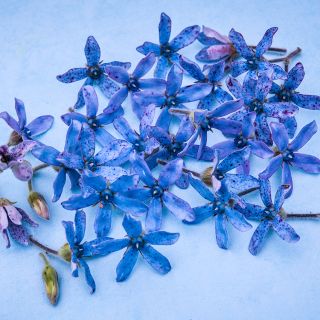Heavenly Blue Tweedia flower's on light blue background.