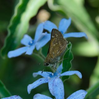 A butterfly feeds on a Heavenly Blue Tweedia flower's nectar in the Baker Creek trial gardens.