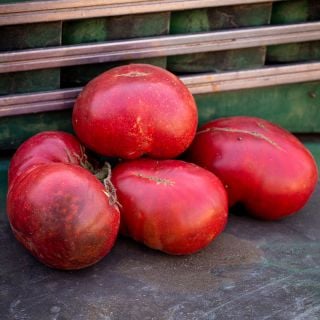 Four large Purple Reign Tomatoes arranged on old truck wheelwell at the trial farm for Baker Creek.