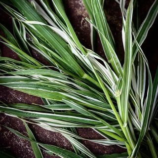 A close-up of Variegated Cat Grass Barley foliage.