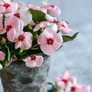 A bunch of Vinca, Heatwave Apricot flowers in a vase on a table.