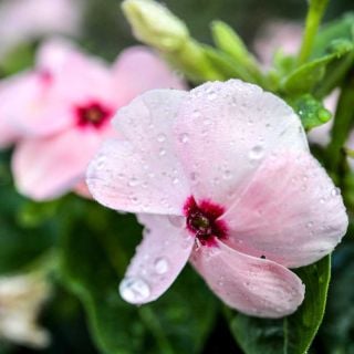 Closeup of a Vinca, Heatwave Apricot flower.