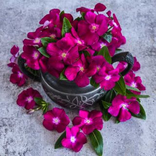 Vinca, Heatwave Raspberry flowers in a stone vase from above.