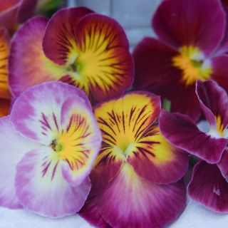 A close up view of  different colors of pink and white shades of the Floral Days Morning Dew pansy. 