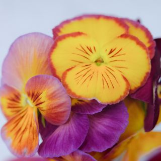 A close up view of  different colors of pink and yellow shades of the Floral Days Morning Dew pansy. 