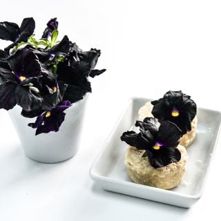 Black Devil Pansy flowers floating in white cup on a white background.