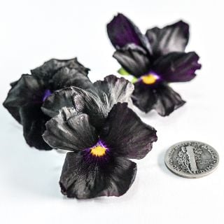 A trio of Black Devil Pansy flowers on a white background.