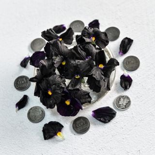 A cluster of Black Devil Pansy flowers surrounded by petals, old pennies and dimes on a white background.