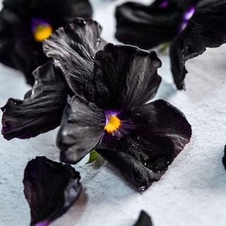 Close-up macro of several Black Devil Pansies on white background.