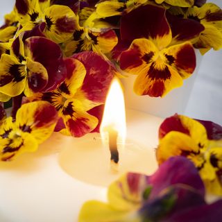 Laeta Fire Violas surrounding lit candle.