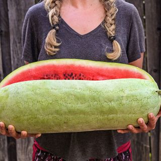 Woman holding a giant Ali Baba Watermelon against a wooden fence background.