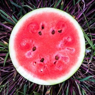 A Blacktail Mountain Watermelon sliced in half laying on grass att the Baker Creek trial farm in California.