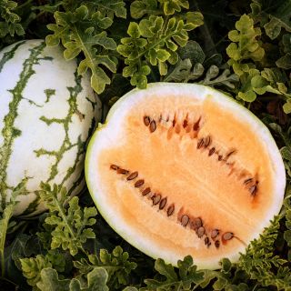 Clay County Yellow Meat Watermelon fresh cut in the fields of the Baker Creek trial farm in California.
