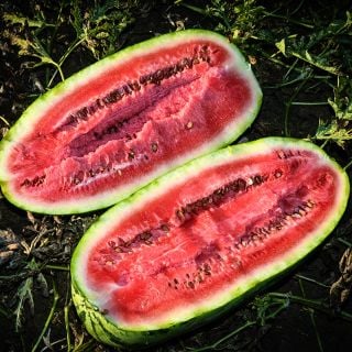A freshly cut open Kurobe Watermelon revels deep red flesh glistening in the California setting sun.