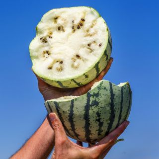 A Silver Yamato Watermelon broken in half and held against the bright blue California sky in the field.