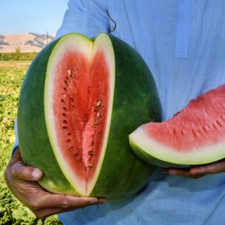 A man holding a cut Stone Mountain Watermelon with a slice at the Baker Creek trial farm in California.