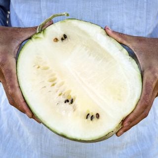 A man holding a freshly harvested halved Silver Yamato Watermelon in the Baker Creek trial farm in California.
