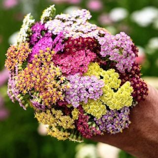 Hand holding a bunch of Colorado Mix Yarrow in the garden.