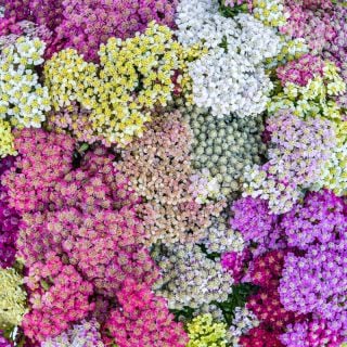 Closeup of the various colors of Colorado Mix Yarrow.