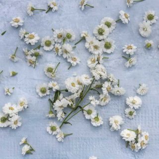 Double Diamond Pearl Yarrow flowers on a fabric background.