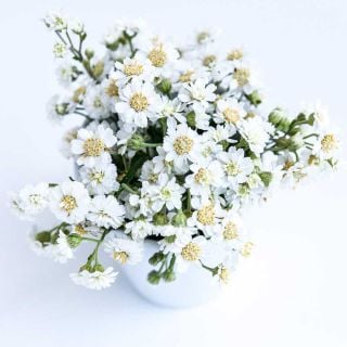 Double Diamond Pearl Yarrow bundle in a white vase on a white background.