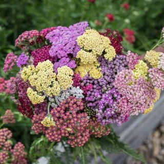 Hand holding a freshly picked bouquet of Flowerburst Fruitbowl Yarrow at the Baker Creek trial farm.