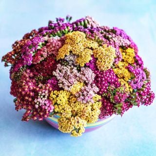 A bouquet of Flowerburst Fruitbowl Yarrow in a pink bowl on a light background.