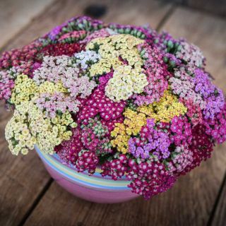 Flowerburst Fruitbowl Yarrow in a pink bowl surrounded by flowers on a wooden background.