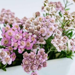 Close-up of Love Parade Yarrow blooms against a light white background.
