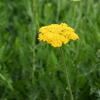 A single Parker's Variety Yarrow flower cluster growing in the garden.