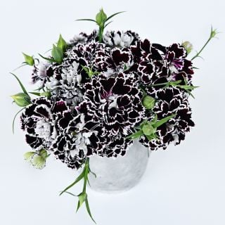 A vase full of Zebra Crossing Dianthus on a bright white background.
