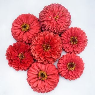 Benary's Giant Coral Zinnia flowers arranged on light background.