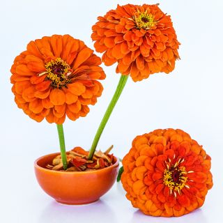 An arrangement of Benary's Giant Orange Zinnias in an orange bowl on a white background.
