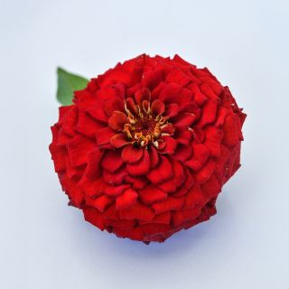 Oklahoma Zinnia