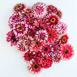 Several Zinnia, Mazurkia flowers are seen from above on a white background.