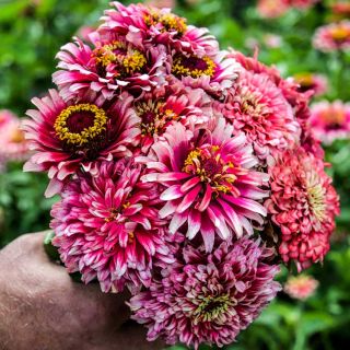 A bunch of Zinnia, Mazurkia flowers held in hand in a field.