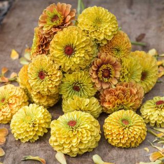 A bunch of Zinnia, Queeny Lemon Peach flowers on a wooden board.