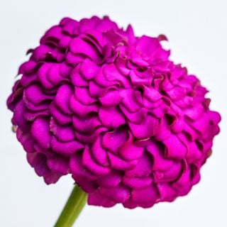 A close-up side view of a single Oklahoma Carmine Zinnia flower on a white background.