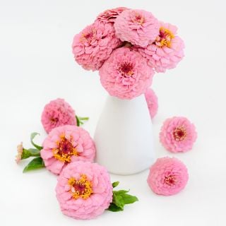 An arrangement of Oklahoma Pink Zinnias on a white background.