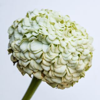 A profile view of single Oklahoma White Zinnia bloom on a light background.