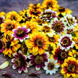 Zinnia, Persian Carpet bunch on wooden deck boards