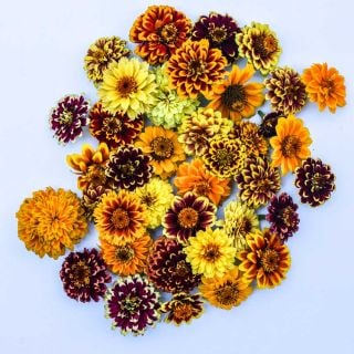 Zinnia, Persian Carpet flower heads on white background