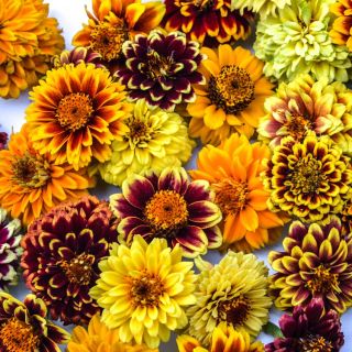 Zinnia, Persian Carpet flower heads closeup on white background