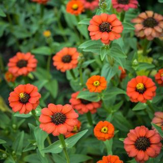 Peruviana Zinnia growing in the field